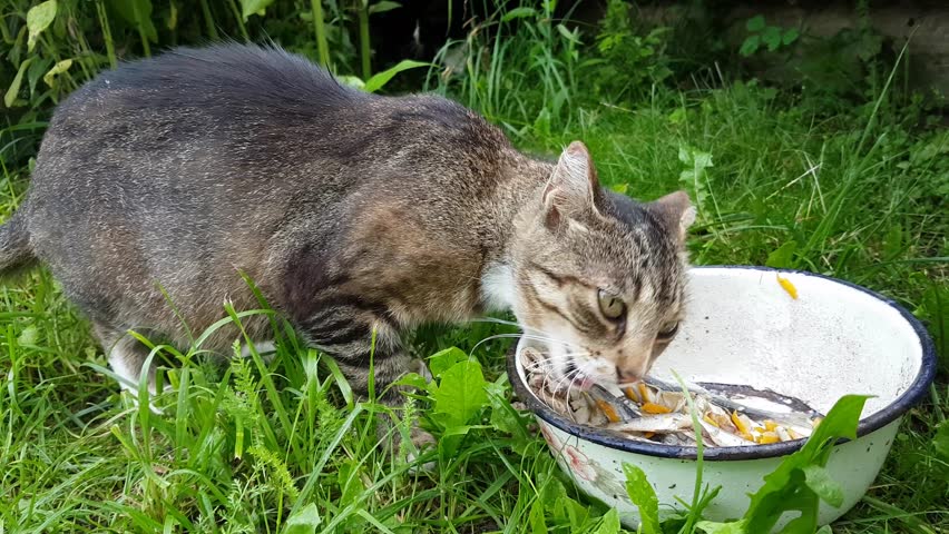 Cat eat fish. Кошка ест. Cat eating Fish.