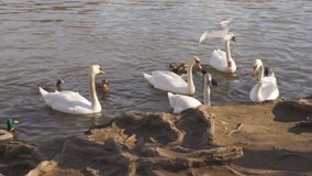 A city park, White swans swim in a river, Swans on the Vltava River, Swans in Prague, white swan floating in the water among wild ducks, video, sunny day.