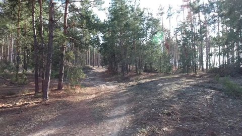 Pine forest in spring. Through the branches are the sun's rays. Fallen leaves of pine trees on the ground. Drone flies between pines.