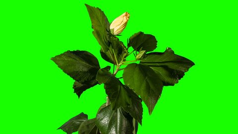 Blooming white Hibiscus flower buds green screen, FULL HD. (Hibiscus syriacus China Chiffon) (Time Lapse)
