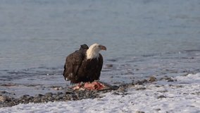 Fish Head Feast - A bald eagle feeds on the head of a Chum salmon. Chilkat River, Haines, Alaska.
