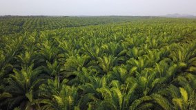 4K Footage. Aerial view of palm oil plantation in Asia. Agricultural background.