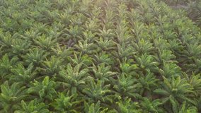 4K Footage. Aerial view of palm oil plantation in Asia. Agricultural background.