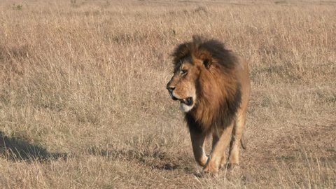 4K 60p close up clip of a magnificent male lion approaching at masai mara national reserve in kenya, africa