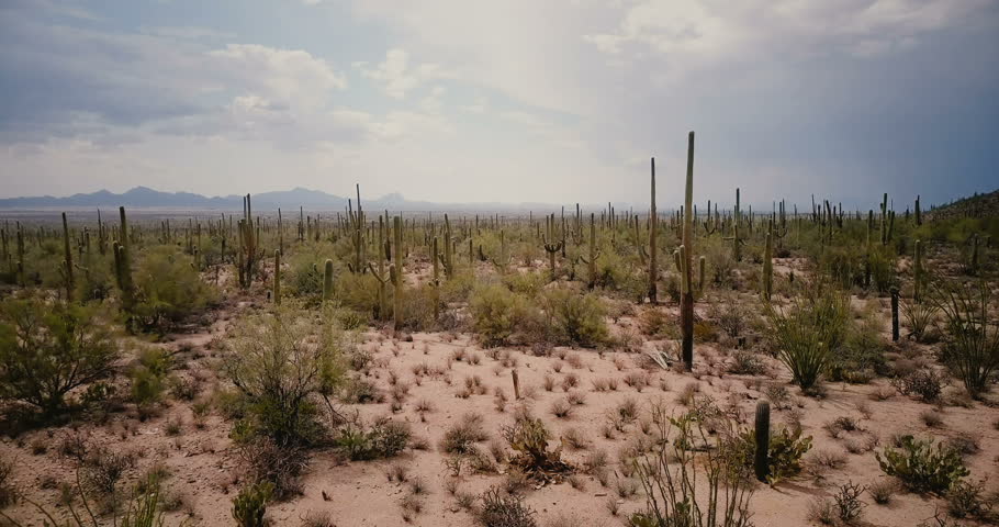 Drone flying very low above atmospheric large cactus valley in amazing summer desert at Arizona national park reserve.