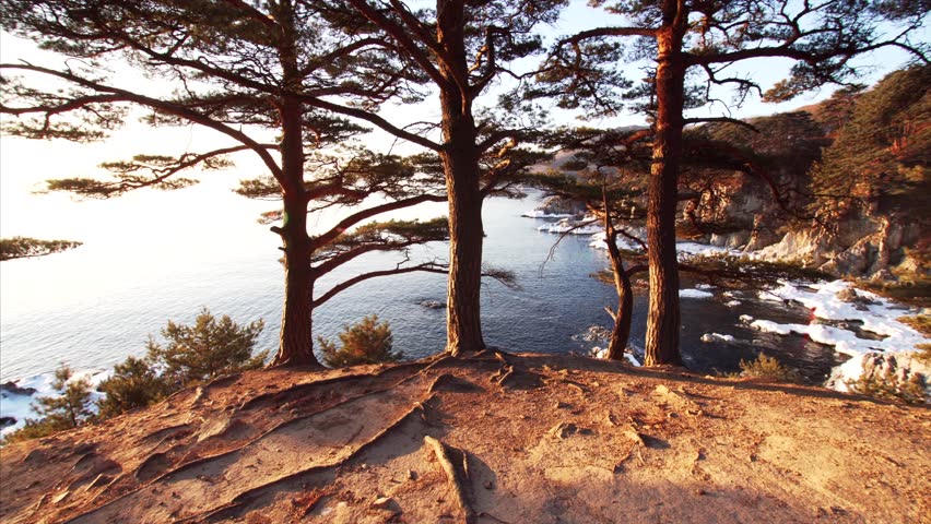 Beautiful panoramic view of pine forest in the morning. Winter sea is seen behind the trees. Marine biospheric reservation, Russia