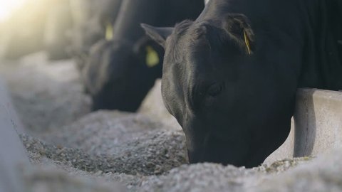 Angus animal, animals,  on the farm, slow motion, eating and run, on a very beautiful day