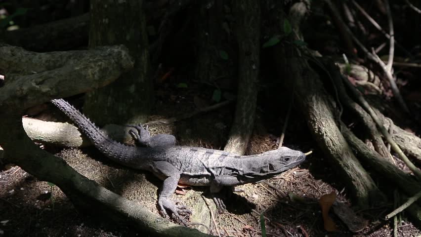 A native iguana in the jungle of the Yucatan peninsula.