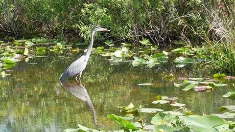 A wild Great Blue Heron in the waters of Everglades National Park along the Anhinga Trail (Florida).