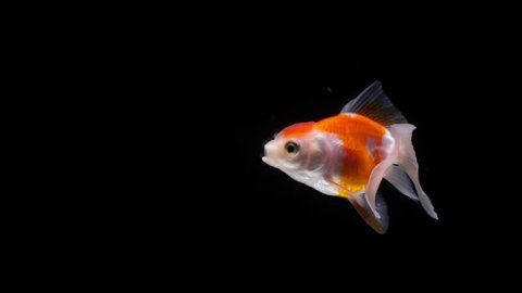 super slow motion Black background goldfish swimming slowly moving