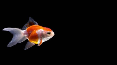 super slow motion Black background goldfish swimming slowly moving
