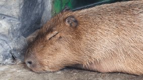 Capybara (Hydrochoerus hydrochaeris) in Esteros del Ibera, Argentina