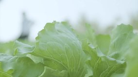 Close Up Vegetable Lettuce Leaves in Garden