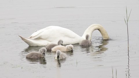 swan with cygnets swimming in the lake and search feed 