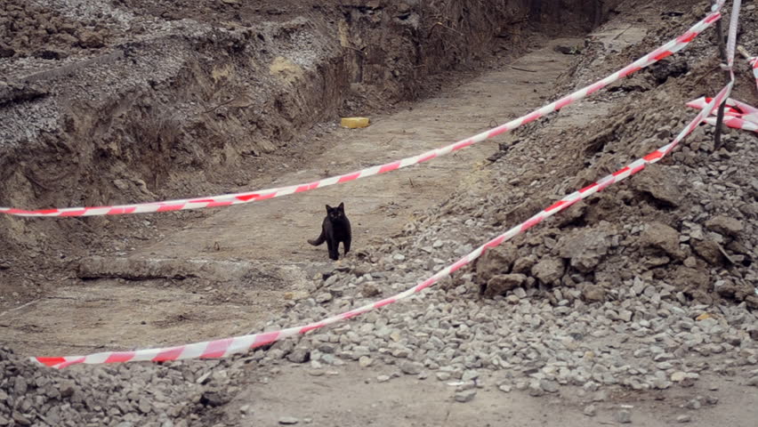 Black cat walks in the large pit dug in the ground for the purpose of order remot and for laying water pipes of city communications fenced with a protective red tape, on construction site