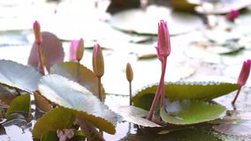 Lotus flower in pond. Lotus flower blowing in the wind.