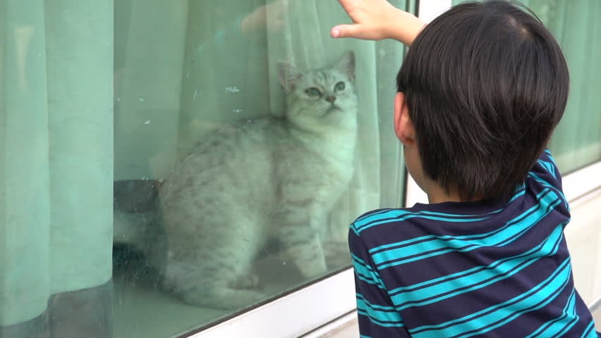 Asian child playing with british cat behind window  Royalty-Free Stock Footage #1025324081