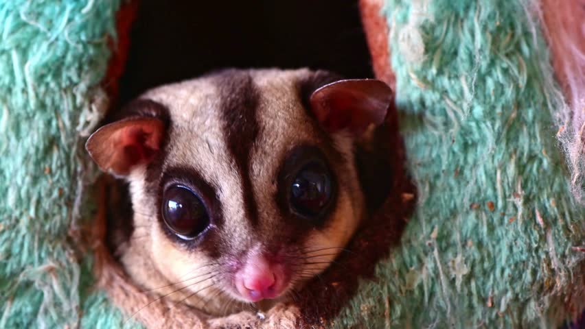 happy sugar glider