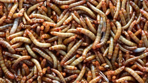 close up of meal worms.