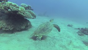 Turtle Bissa or (Eretmochelys imbricata)  swimming on a coral reef looking for food in sea. 4K HD video.