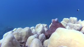 Octopus (Octopoda) sits on a coral reef in the sea. 4K HD video.