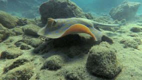 Bluespotted ribbontail ray or (Taeniura lymma) moves along the bottom in sea. 4K HD video.