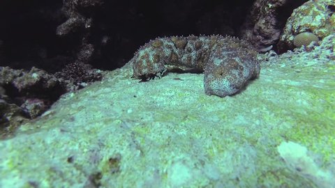 Holothuroidea moves on a coral reef in the sea.