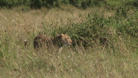 
A leopard walks across the camera in tall grass.