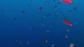 School of tropical fish, swimming and feeding in the blue water. Underwater video from scuba diving with fishes. Fish behaviour video. Aquatic animals in the ocean. Diving with marine wildlife.