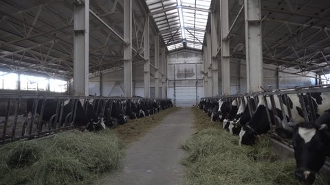 Modern farm barn with milking cows eating hay/Cows feeding on dairy farm/Cows in cowshed/Calf feeding on farm/Livestock on farm/Agriculture industry/Milk farm