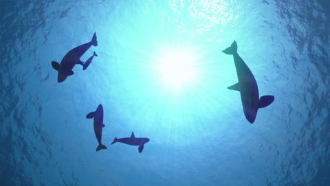 Underwater Shot Pod Killer Whales Orcas Stock Footage Video (100% ...
