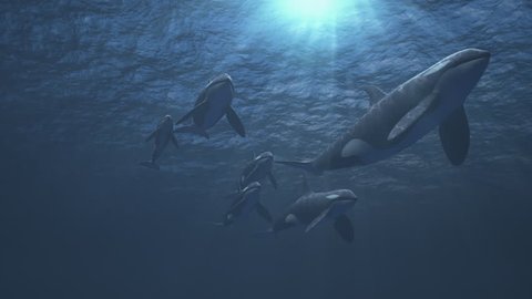 Underwater shot of a small pod of killer whales (orcas orcinus) swimming towards and passed the camera in deep blue ocean - high quality 3d animation