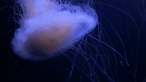 Ungraded: Large egg-yolk jellyfish (Phacellophora camtschatica) with many tentacles glows on a dark blue background. Ungraded H.264 from camera without re-encoding.