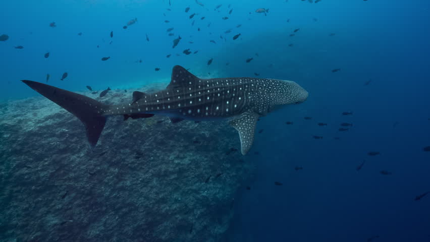 Whale shark swims in blue water close to camera Royalty-Free Stock Footage #1025352137