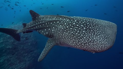 Whale shark swims in blue water close to camera