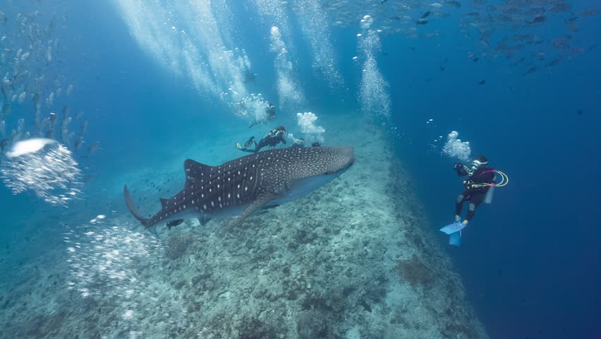 Whale shark swims in blue water with SCUBA Divers Royalty-Free Stock Footage #1025352185