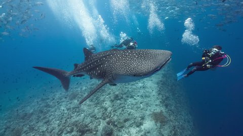 Whale shark swims in blue water with SCUBA Divers