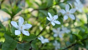 Wrightia antidysenterica or inda white flowers with close up view nature footage video clip