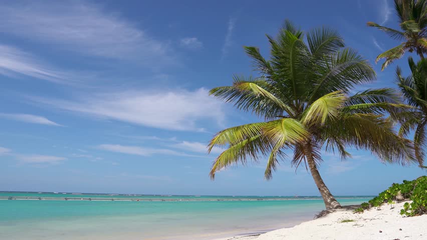 Palm tree on the sea shore of the Caribbean. Blue ocean and white sand. Afternoon at noon on a tropical island. Punta Cana is a beautiful palms island beach. Royalty-Free Stock Footage #1025355749