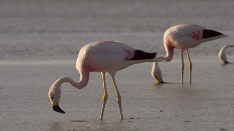 Andean flamingo (Phoenicoparrus andinus)