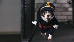 Fitness motivation funny joke. little dog dressed as a policeman goes on a treadmill. Cool smart pet. Video footage. front view.