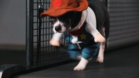 Fitness motivation funny joke. little dog dressed as a cowboy goes on a treadmill. Cool smart pet. Video footage. front view.