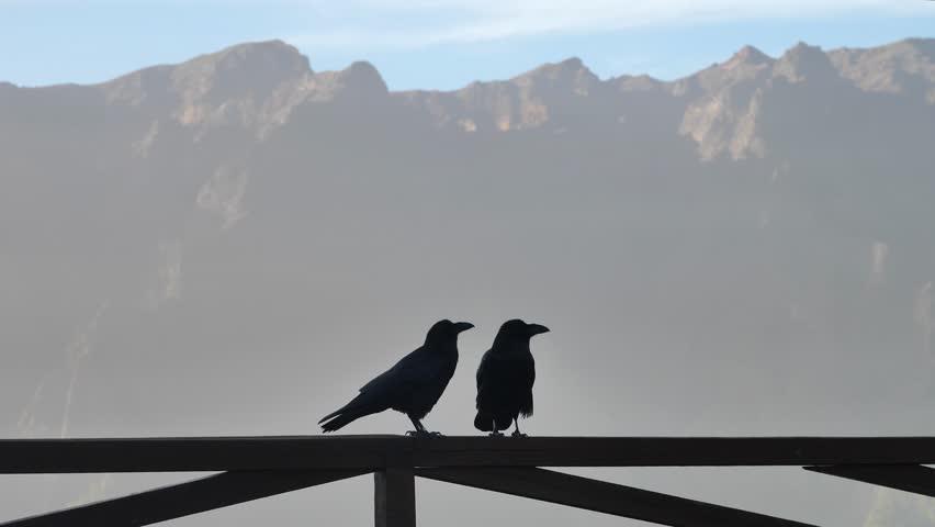 Two Ravens Stand On Railing With Beautiful Mountain Backgroup, Canary Islands