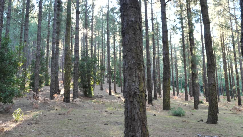 Sunrays Shining Through Magical Mountain Pine Tree Forest, La Palma