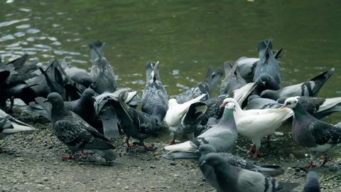 Many pigeons on the shore of the pond eat bread crumbs. Doves swarming around food. Crowd effect. Large group of pigeons walking and bobbing their heads and pecking at the ground 