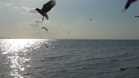 Very Nice flock of seagulls flying over the ocean in slow motion video. 