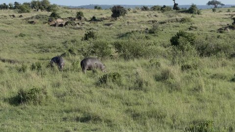 Two hippos are grazing in the savannah of Kenya