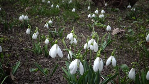 Video slider. Amaryllidoideae, Galanthus (Elwes's snowdrop, greater snowdrop) in the wild on the slopes of the Ukraine, Red Book of Ukraine