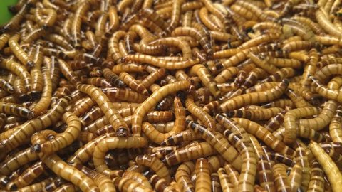 Maggots Many Larvae Cadaveric Worms Stock Photo 1773912935 | Shutterstock