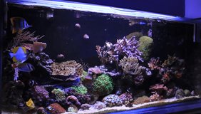 Dream coral reef aquarium fish scenes